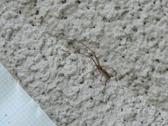 Tetragnathidae