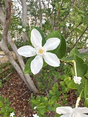 Wrightia antidysenterica