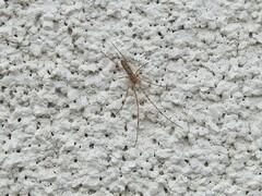 Tetragnathidae