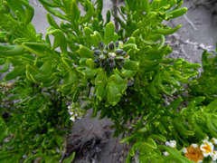 Heliotropium floridum