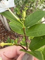 Wrightia antidysenterica