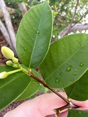 Wrightia antidysenterica