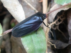 Tomaspis furcata
