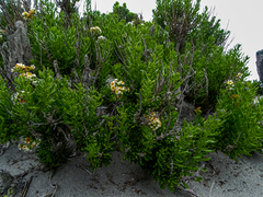 Heliotropium floridum
