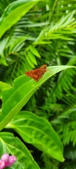 Cephrenes augiades