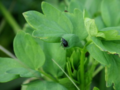 Haplorhynchites pubescens