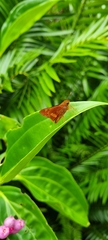 Cephrenes augiades