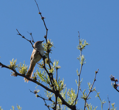 Synallaxis albescens