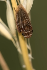 Aphrodes