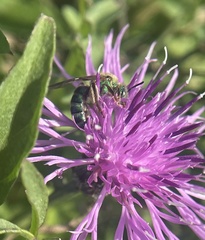 Agapostemon sericeus