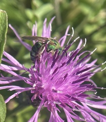 Agapostemon sericeus