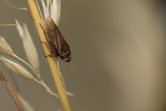 Aphrodes