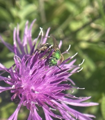 Agapostemon sericeus