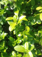 Daphnopsis racemosa