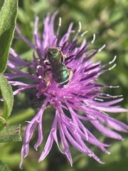 Agapostemon sericeus
