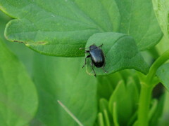 Haplorhynchites pubescens