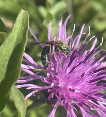 Agapostemon sericeus