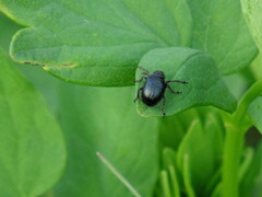 Haplorhynchites pubescens