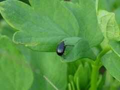 Haplorhynchites pubescens