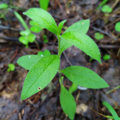 Cerastium pauciflorum