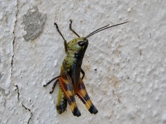 Boopedon flaviventris