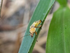 Chauliognathus plicatus