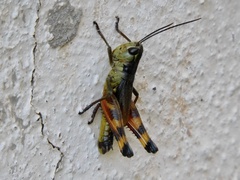 Boopedon flaviventris