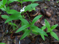 Cerastium pauciflorum