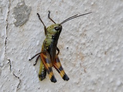 Boopedon flaviventris