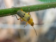 Chauliognathus plicatus
