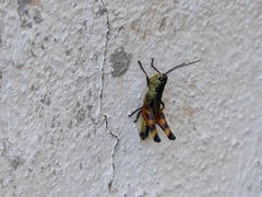 Boopedon flaviventris