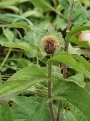 Centaurea phrygia pseudophrygia