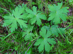 Geranium sylvaticum
