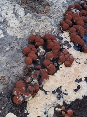 Xanthocarpia feracissima