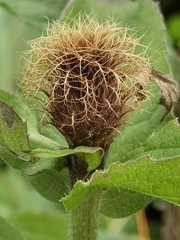 Centaurea phrygia pseudophrygia