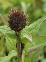 Centaurea phrygia pseudophrygia