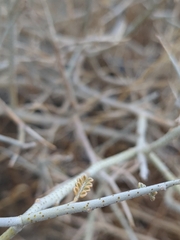 Psorothamnus polydenius