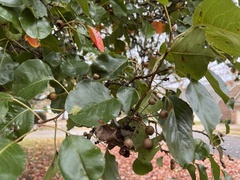 Pyrus calleryana