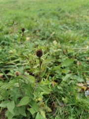 Centaurea phrygia pseudophrygia