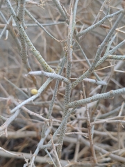 Psorothamnus polydenius