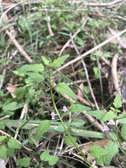 Scutellaria humilis