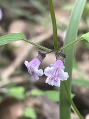 Scutellaria humilis