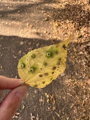 Pachypsylla celtidismamma