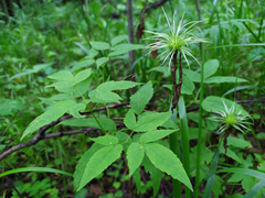 Clematis alpina sibirica