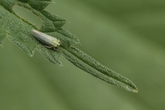 Macrosteles