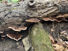 Ischnoderma resinosum