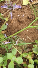 Cyclospermum leptophyllum