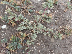 Atriplex pacifica