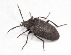 Penthe pimelia