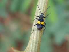 Lystronychus equestris
